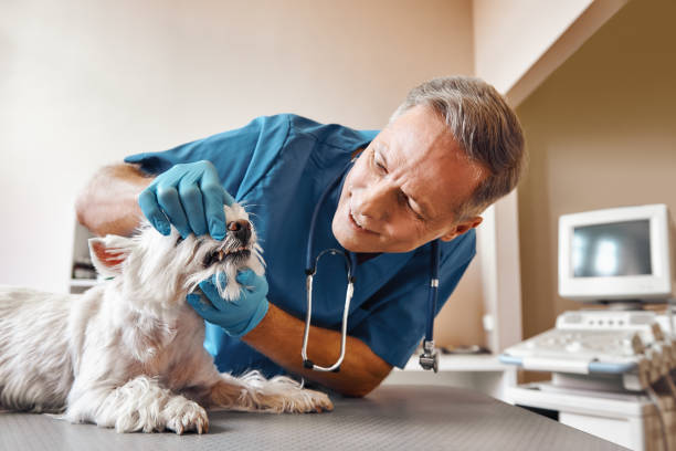 Best Emergency Dental Care for Abscessed Tooth in Thornport, OH
